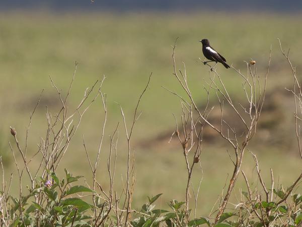 <h3><a href="/trips/tanzania/biota/animalia/chordata/aves/040 passeriformes/108 muscicapidae/myrmecocichla nigra/myrmecocichla nigra-nl.html">Myrmecocichla&nbsp;nigra</a> / Sooty&nbsp;chat / Zwarte&nbsp;miertapuit</h3>OM-1 Mark II met OLYMPUS M.150-400mm F4.5 TC, 1/2000 sec  bij F5.6, ISO 640, afstand 64.1&nbsp;m